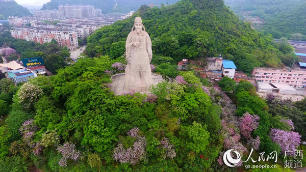 广西紫荆花开满城春