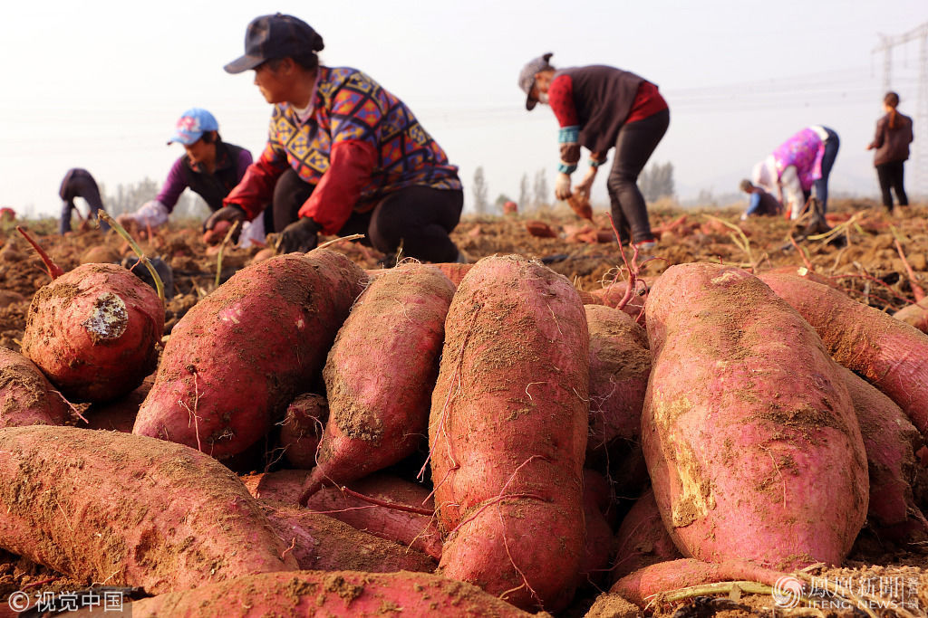 山东济宁:红薯丰收 平均亩产6000斤