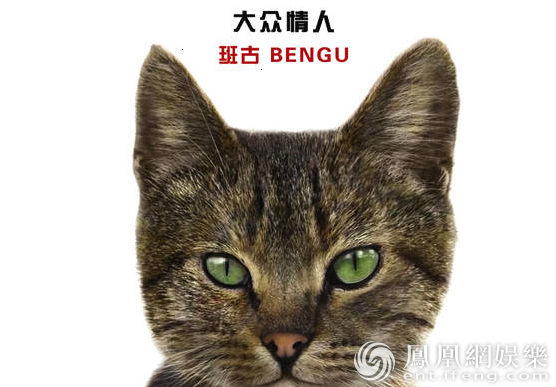 《爱猫之城》萌猫角色海报发布 七大异域风情猫来袭