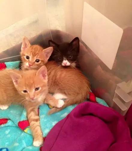 兽医院收养了3只小猫，长大后它们竟这样报恩…