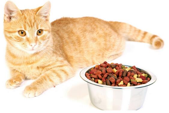 猫咪夏季挑食怎么办?如何让猫咪胃口大开?_凤