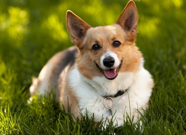 狗狗海藻粉什么牌子好?狗狗海藻粉怎么吃?_凤