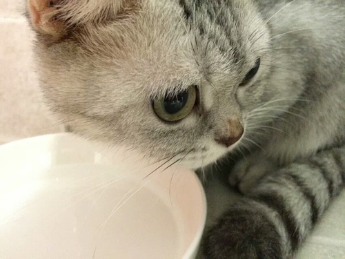 猫咪夏季挑食怎么办?如何让猫咪胃口大开?_凤