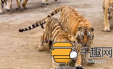 遇到老虎该怎么做?教你双臂抱头保护喉管3招