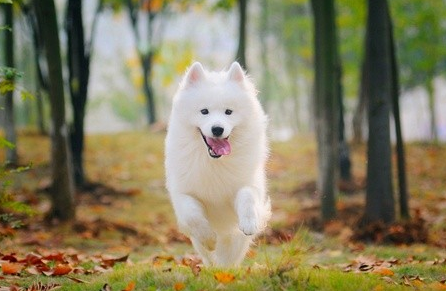 狗狗营养膏喂养的注意事项,狗狗补充营养注意