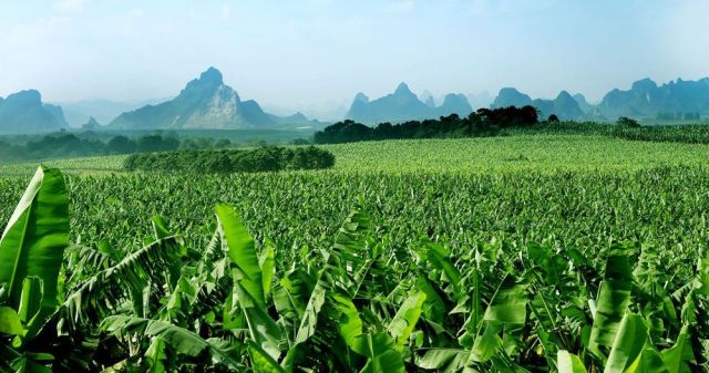 南宁香蕉LOGO正式启