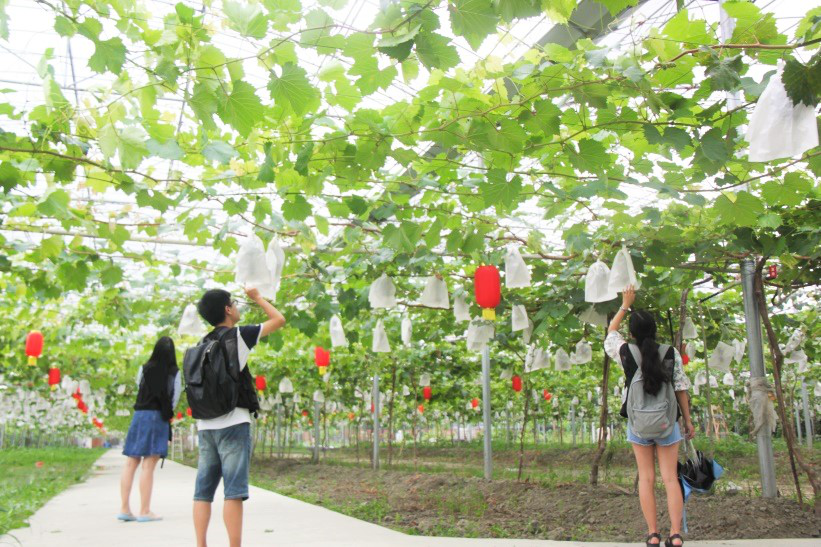 请问你的葡萄园买了农业保险吗?