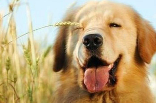 狗狗液体钙和钙片哪个好?狗狗补钙吃什么?