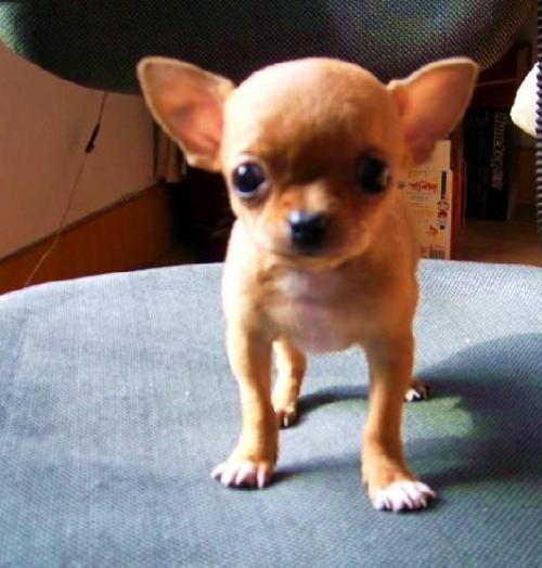 吉娃娃没断奶吃什么好?吉娃娃可以喝羊奶粉吗