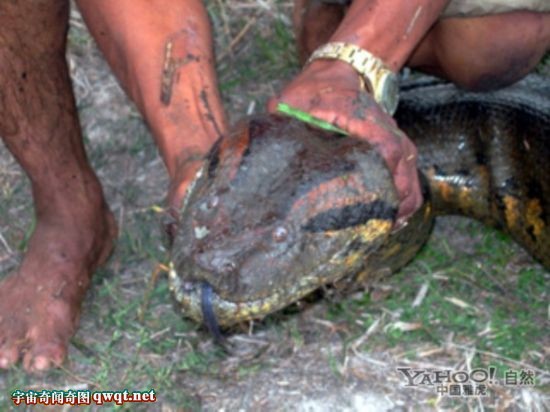 梦见巨蟒缠身,梦境背后的深层含义与心理解析 梦见巨蟒缠身,梦境背后的深层含义与心理解析