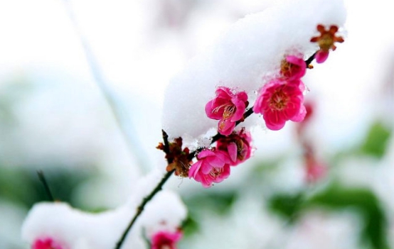 互联网金融寒冬为何米利财富犹如寒梅绽放_陕