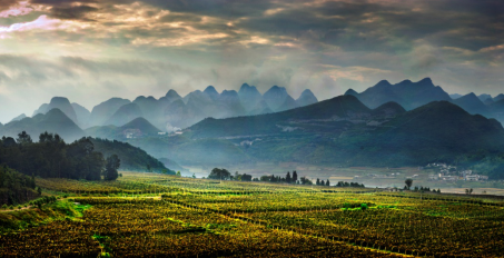 维维股份贵州醇 品牌靠实力