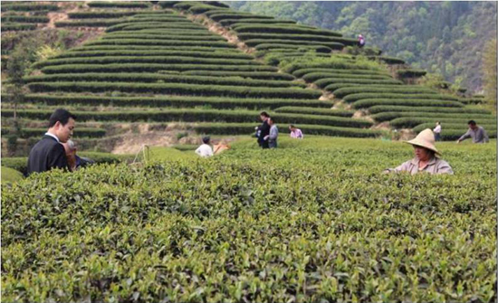 在中国这个茶文化的摇篮,福建为何享有茶乡的