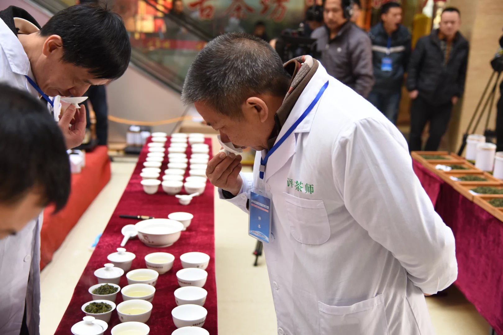 安溪铁观音山东临沂绽放芬芳