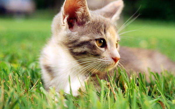 牛磺酸对猫的作用是什么?缺乏牛磺酸或致猫咪