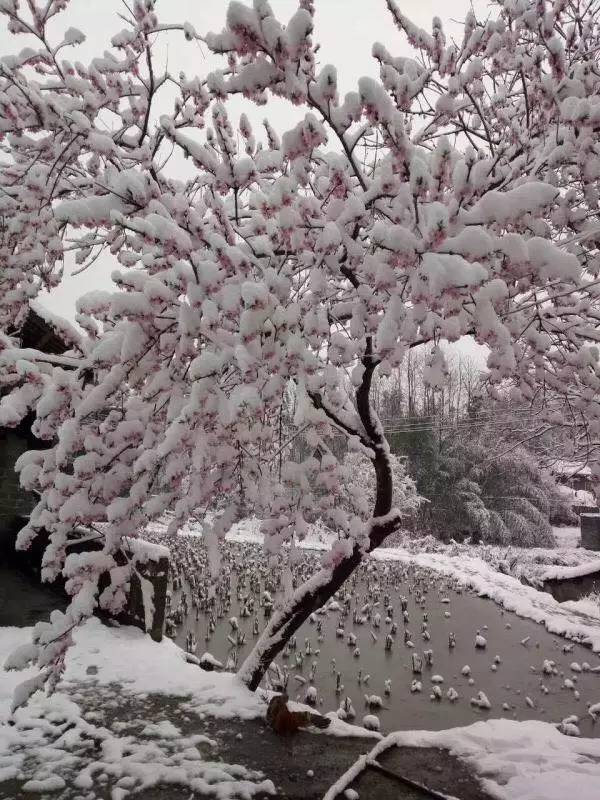 贵州下雪了!贵州下雪了!2017年贵州第一场雪!