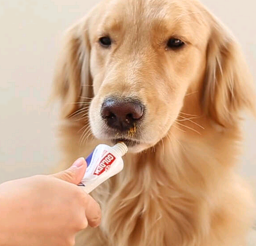 狗狗营养膏怎么喂?铲屎的看过来