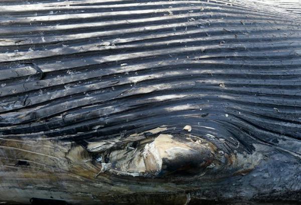 上海死亡鲸鱼左胸鳍消失或系人为 专家：无食用价值