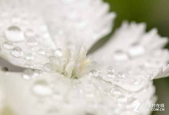 带水珠的花芯