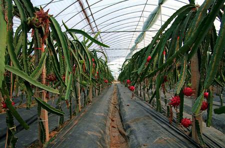 温室大棚火龙果种植技术介绍