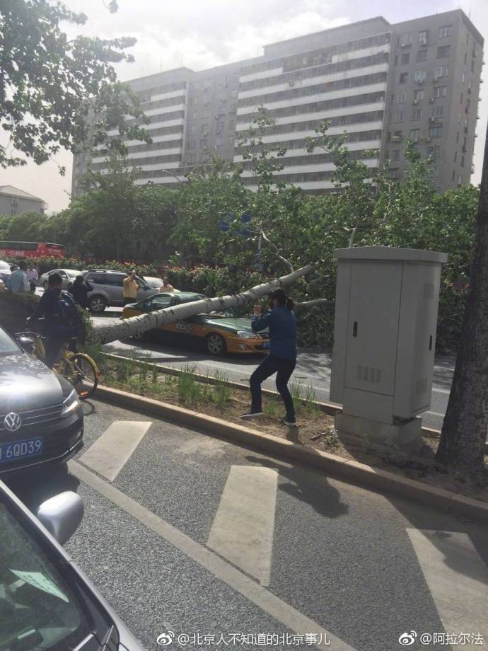 北京突发：多条主干道大树被风刮倒 北三环爆堵