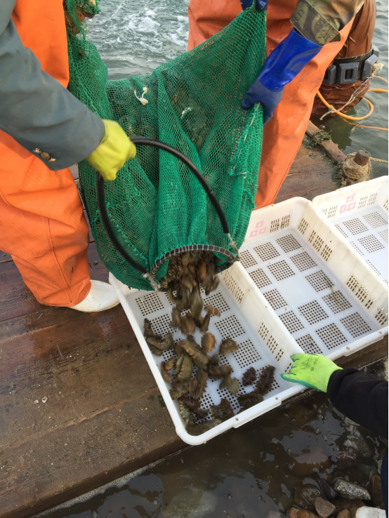 宫品海参基地又迎捕捞季,海猛子月入数万元