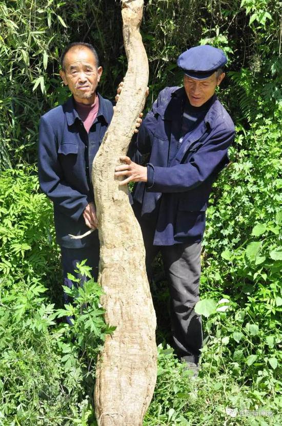 怀化老汉挖出巨型野生葛根 重量达59.5公斤