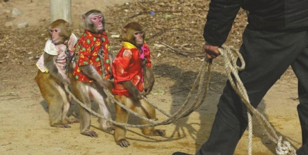 河南耍猴艺人四川买猴被抓 警方接函:猴戏是省内非遗望从宽
