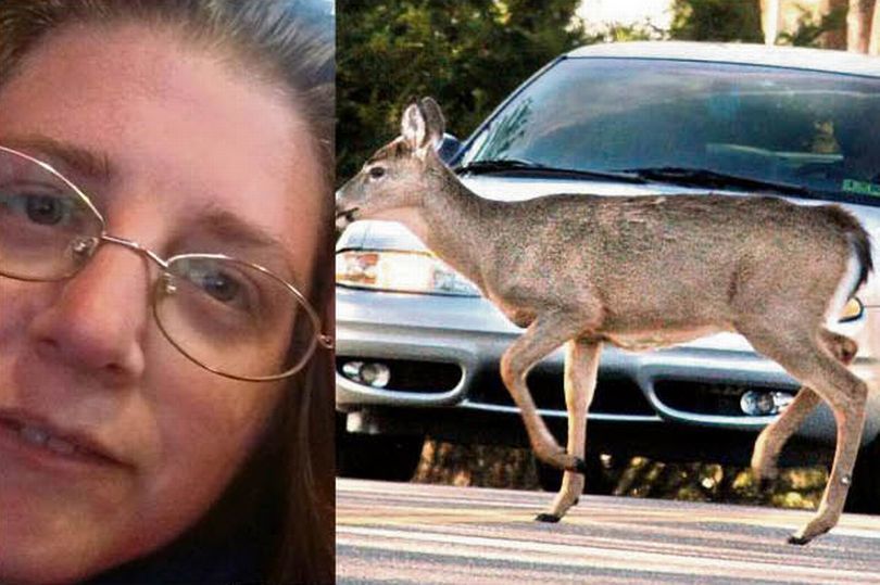 不幸！鹿被汽车撞上天 坠下撞死邻车女乘客