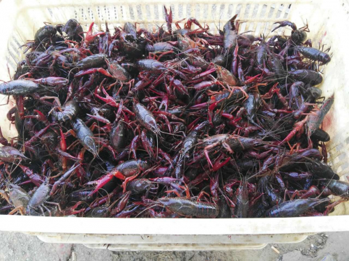 湖北小龙虾批发市场商张淅诚信经营,备受青睐