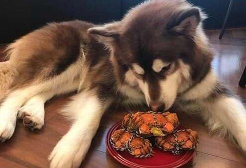 七夕王思聪送花王可可晒王可可菜单 网友:人不如狗_|七夕|王思聪esports电子竞技_凤凰网