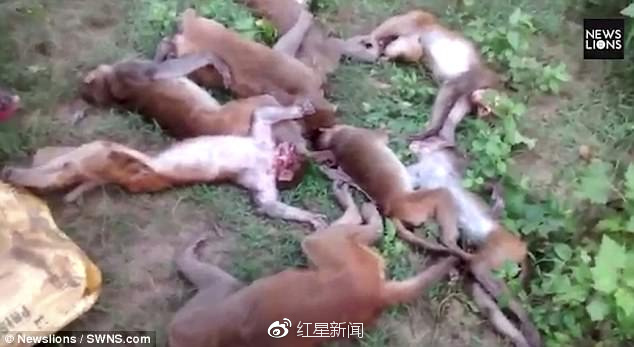 12只猴子的尸体在印度北部邦的丛林中被发现,兽医推测其死于心脏病图自《每日邮报》