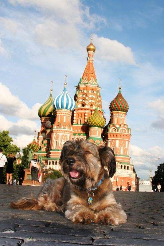 YOUXIN PET友鑫宠物托运:北京宠物托运