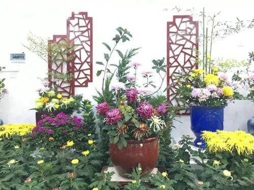 您的漂亮朋友——中国开封清明上河园国际菊展已上线