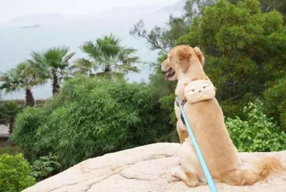 YOUXIN PET 友鑫宠物托运:北京宠物托运