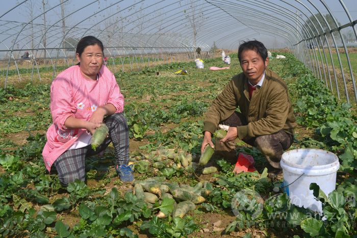 宿州埇桥:箩卜卖出水果价_安徽频道_凤凰网