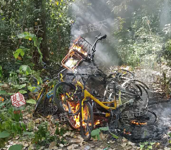 武汉：10余辆共享单车被堆树丛中烧毁