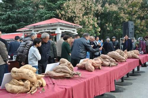 第八届红薯擂台赛暨农产品包装设计大赛颁奖典礼在汝阳县举行
