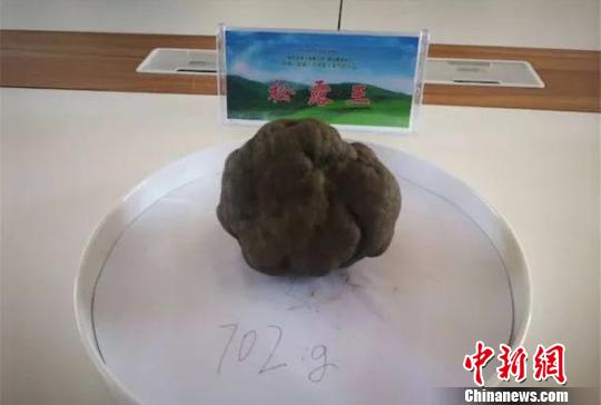 凉山会东县“松露王”拍出20万天价