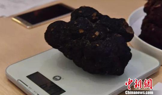 参加评选的黑松露。 汤雁摄 参加评选的黑松露。 汤雁摄