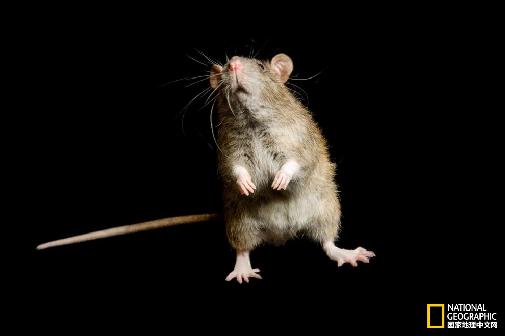 老鼠可能是无辜的：黑死病的元凶也许并不是它