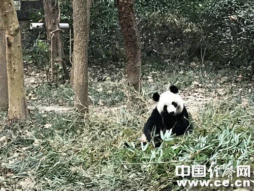 走进成都大熊猫繁育研究基地 了解“可爱”背后的故事