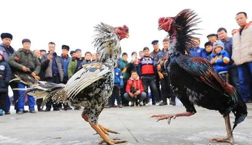 萌宠动物展暨国际梦幻灯光节将在嵩县开幕