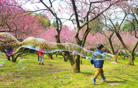 湖南回暖天气催开早樱缤纷 湘南地区1日最高温