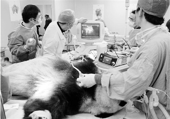 杭州动物园大熊猫“小九九”病危