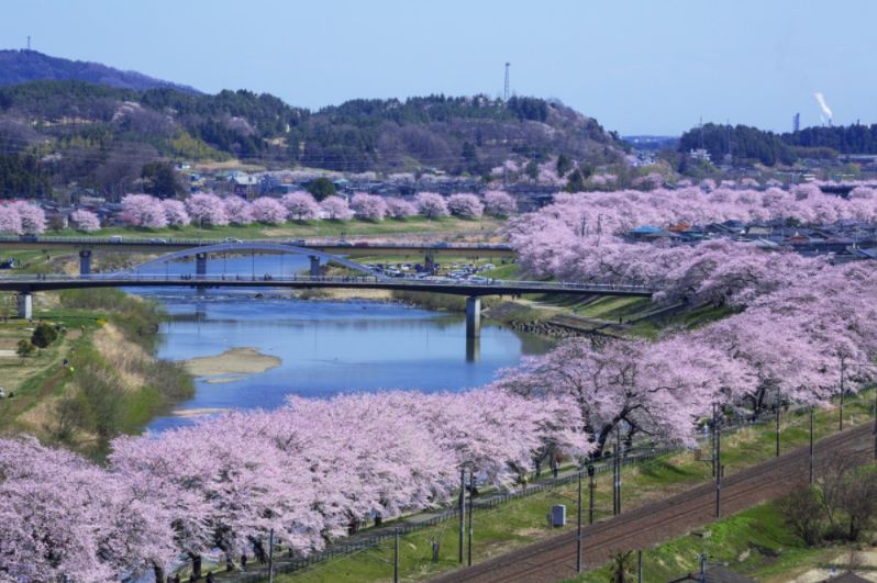 比京都更有日本味道的赏樱胜地 樱花林都归你独享!