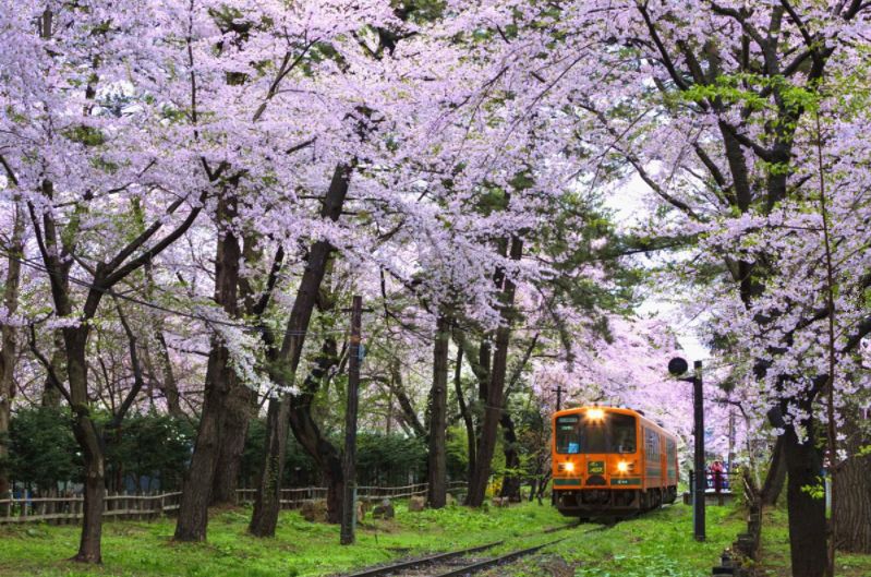 比京都更有日本味道的赏樱胜地樱花林都归你独享 手机凤凰网