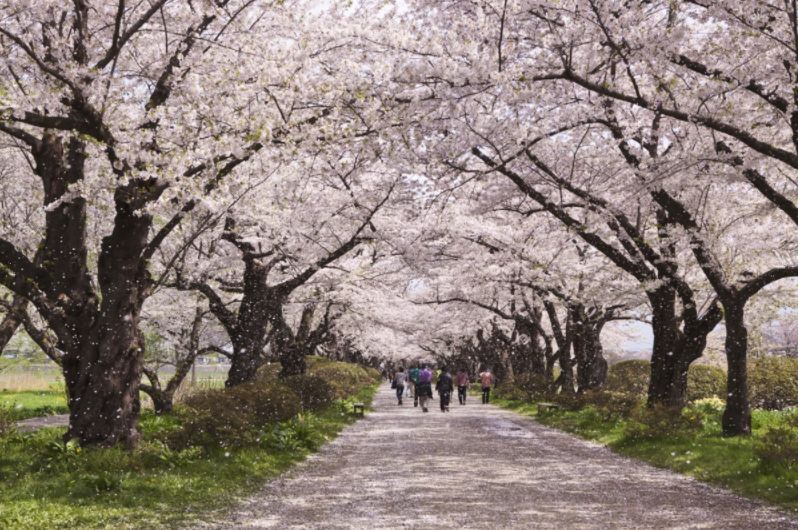 比京都更有日本味道的赏樱胜地 樱花林都归你独享!