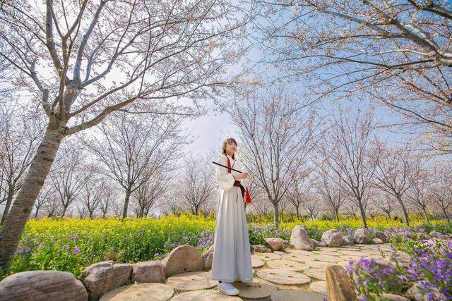 "漫天樱舞 古今穿越"河南·荥阳第三届古柏渡黄河樱花节启幕(图)_河南频道_凤凰网