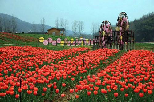 跟上春天的脚步3月24日到西九华山赏一场浪漫郁金香